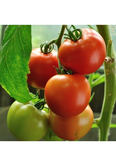 20+ Adet Moneymaker Para Yapan Domates TohumuSırık Tipi Domate