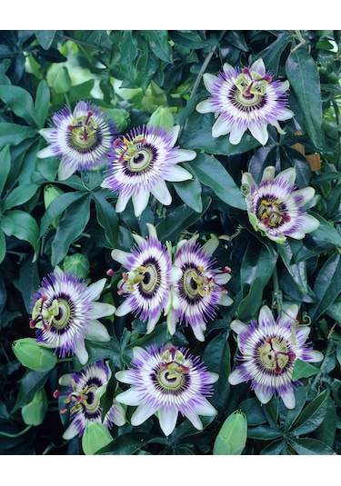 5 Çarkıfelek Çiçeği TohumuPassiflora Caerulea N11867