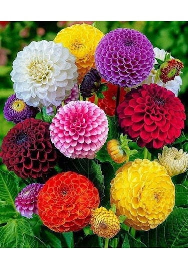 5 Adet Karışık Renkli Yıldız Çiçeği Soğanı - ADAFDN0398