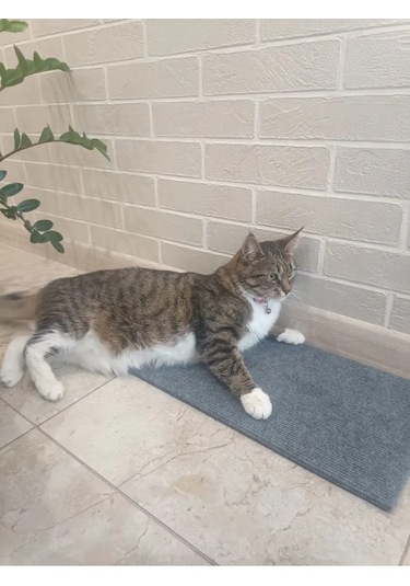 Moca Duvar Köşe Kedi Tırmalama Tahtası 60x23cm 150321800