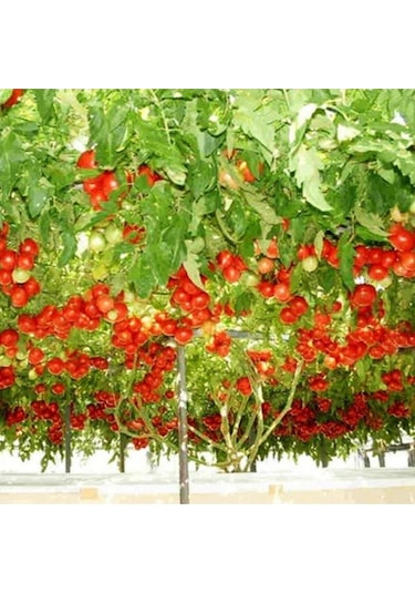 50 Adet Nadir Domates Ağacı Tohumu