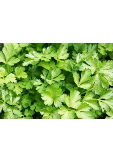 Güzel Bahçem Maydanoz Tohumu 5 Paket 125 Gram