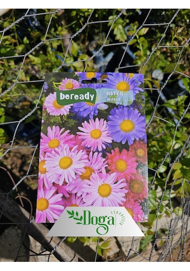 Doğal Aster Çiçeği Tohumu