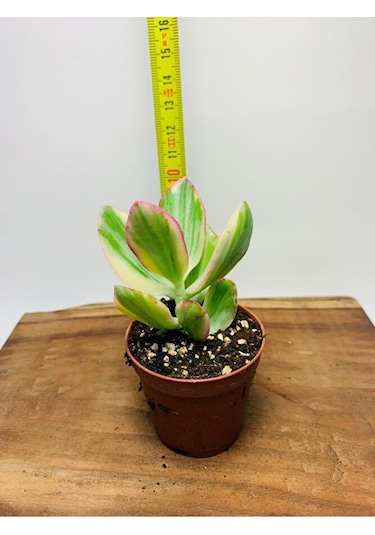 Crassula Ovata Variegata Iki Renkli Para Ağacı