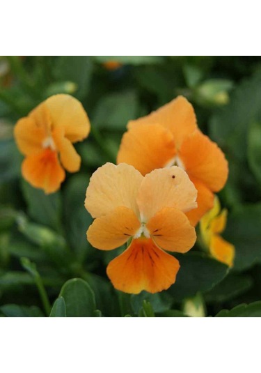 Cornuta Chantreyland Menekşe Çiçeği Tohumu 100 Tohum