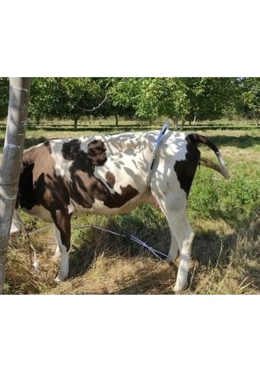 Exmork Koyunlar İçin Galvanizli Çelik Adjustable Boğa Yelpazesi 1 Adet 161121625