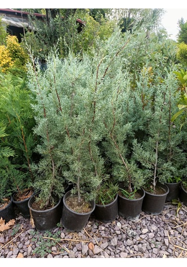 Yeşil Deniz Fidancılık Arizona Mavi Servi Fidanı 50-100 Cm
