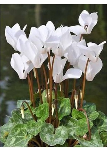 Kar Beyazı Sıklamen Soganı 3adet