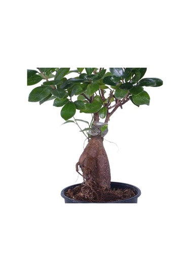 Ginseng Bonsai, Büyük Yaş - Ficus Microcarpa - Bitki Boyu 40-60 Cm