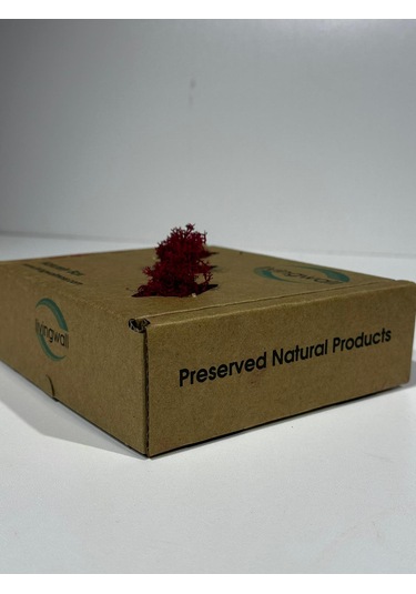 Reindermoss Şoklanmış Norveç Yosunu Terarium Yosunu Fushia 100 Gr.