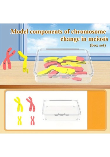 Willowhaven Mayoz Kromozom Modeli Manyetik Yavaşlatma Eğitim Seti Kırmızı Mavi