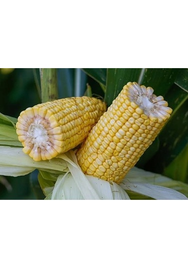 May Bodega Hibrit Sılajlık Mısır Tohumu