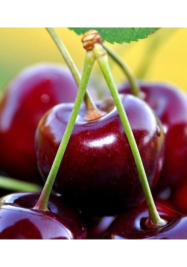 2 Adet Napolyon Kiraz Fidanı 3 Yaş