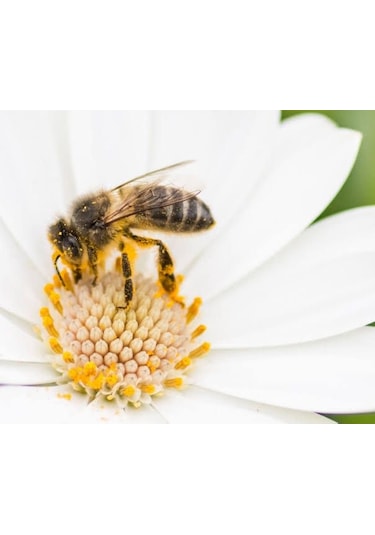 Mustafa Baloğlu Bal Ürünleri Karadeniz Çiçek Balı 1400 G