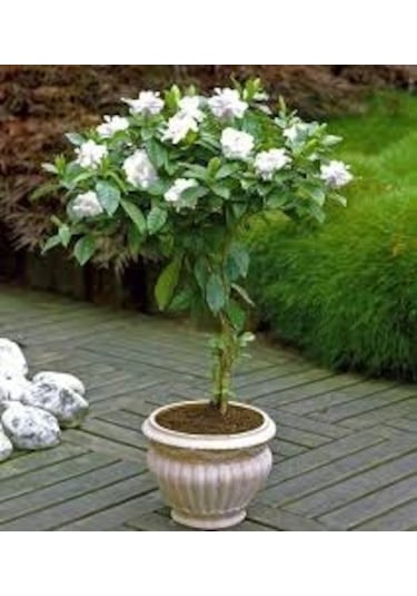 20 Adet Tohum Nadir Bulunan Beyaz Gardenya Çiçeği Tohumu Gardenya