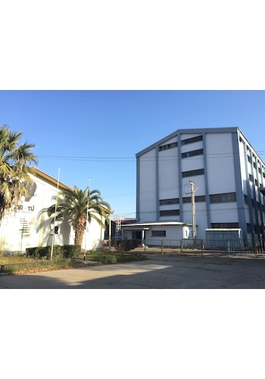 Çam Kabuğu Ekstresi (Sıvı) 200 ML