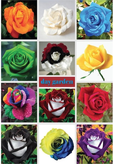 10 Adet Bordo Beyaz Dahlia Yıldız Çiçeği Tohumu + 10 Adet Hediye Karışık Renk Gül Çiçek Tohumu