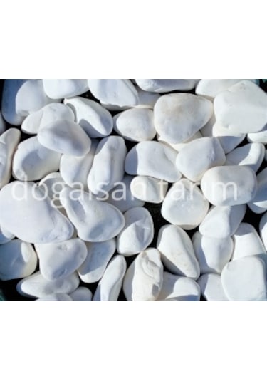 Beyaz Dolomit Taş 10 Kg 6-10 cm Dere Taşı Çakıl Taşı