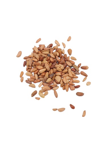 Lebihmurah 4410 Bahçe Tırmanma Gül Tohumları, Tam Güneş Doğrudan Ekim Balkon Sütunu İçin Tırmanma Gül Tohumları