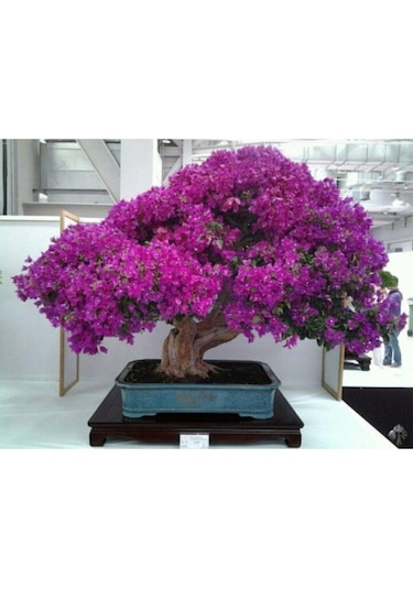 Bonsai Begonvil Tohumu Tropikal Çiçek Tohumları 5 Adet Tohum