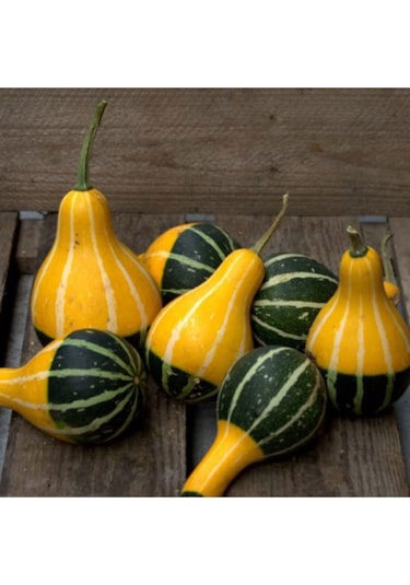 Minyatür Süs Kabağı Tohumu Pear Bicolor Gourd