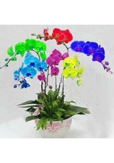 100 Adet Orkide Tohumu + 10 Adet Hollanda Gülü Tohumu N117041