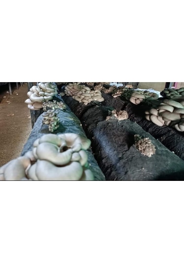 1.5 Kg İstiridye Manatarı Tohumu Ekim Poşeti Hediyeli 1 adet