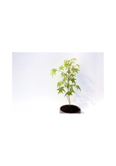 Bonsai Japon Akçaağacı Acer Palmatum Gri Saksıda 2 Adet