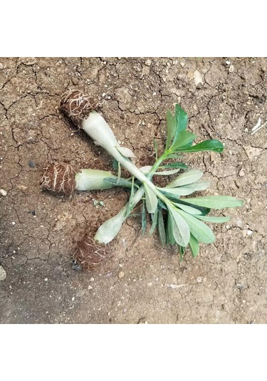 8 Adet Adenium Çöl Gülü Çiçeği Fidanı Pakedi mix Karışık 1375