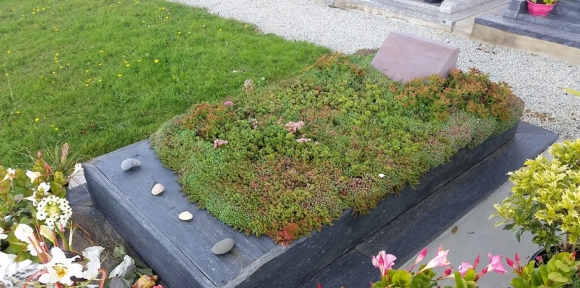 Mezar - Kabir Sedum Bitki Seti - 90 Adet 2 Çeşit Kurakçıl Bitki