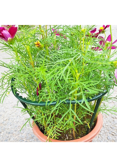 Dofolink Bitkileri Dikey Tutmak İçin Yeşil Plastik Bitki Desteği, Saçakları Koruma, Birleştirilebilir Tasarım, 6 Adet Set