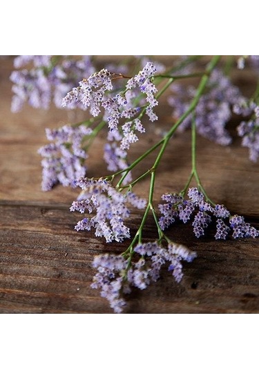 Deniz Lavantası Çiçeği Tohumu[10 Adet Tohum]