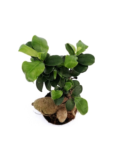 Ficus Ginseng Bonsai 20-30 Cm