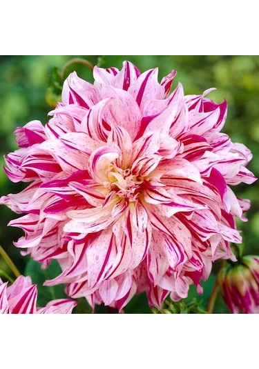 Xxl Dev Çiçekli Bristol Stripe Dahlia Yıldız Çiçeği Soğanı Yumrusu 1 Adet
