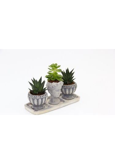 Trio Helen Gri Sukulent Seti - Haworthia Limifolia. Echeveria