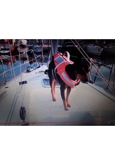 Lalizas Köpek & Kedi Can Yeleği