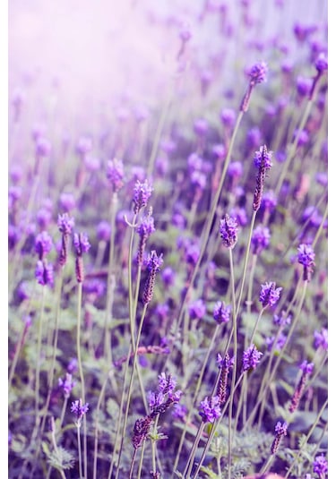 Intense Natural Lavanta Yağı 10 ML