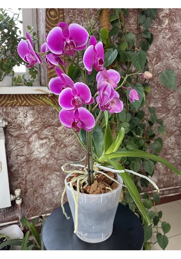 Al' Ternatıva Leia Orkide Saksısı 2,2 L, Drenajlı 13195594