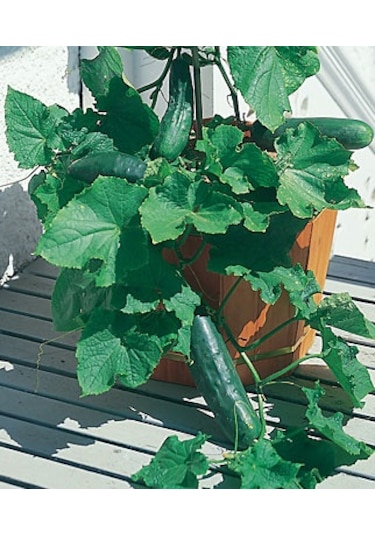 10+ Az Alanda Yüksek Mahsul Salatalık Tohumu N112017