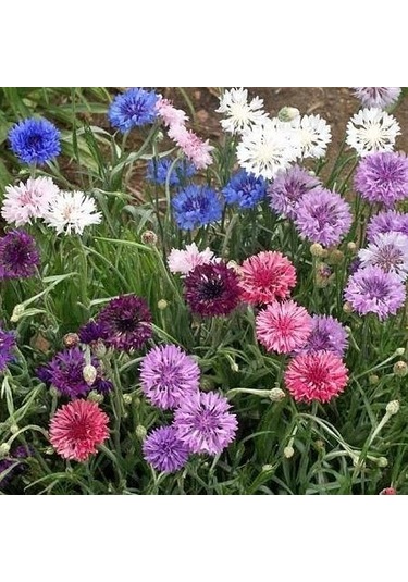 Kontur Çiçeği Karışık Renk Çiçek Tohumu 1 Paket 50 Adet