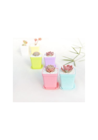 Mini Renkli Saksılar, Plastik Saksılar, Etli Bitki Saksıları Rastgele Renkler