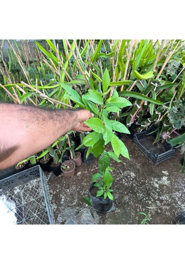 Black Sapote Tüplü Çikolata Meyvesi Fidanı