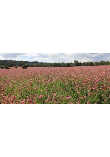 Korunga Tohumu Arı Otu Tohumu 5 Kg