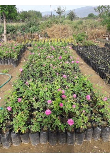 Gerçek Isparta Gülü Fidanı 10-20 Cm