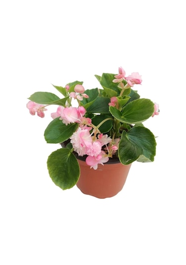 Begonya Çiçeği 10-20 Cm Pembe Renk
