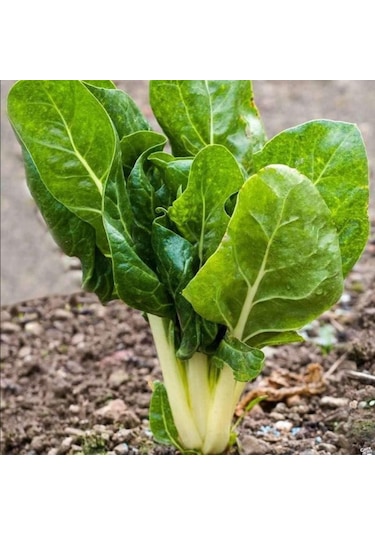 Pazı Tohumu 250 Gram 1 Set