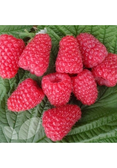 Tüplü Çok İri Meyveli Yediveren Nevada Ahududu Fidanı