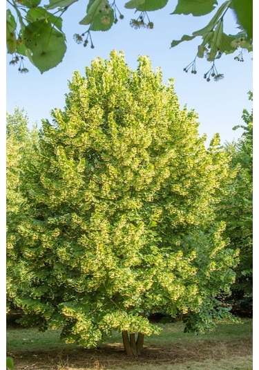 Fidan Ihlamur Fidanı 60 - 80 Cm Boy 1adet