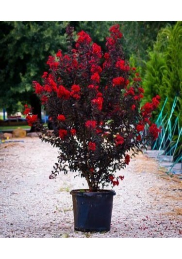 Oya Ağacı Siyah Yapraklı Kırmızı Çiçekli Oya Ağacı 1-2 Yaş