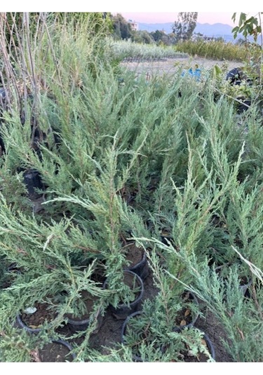 5 Adet Saksıda Yayılıcı Ardıç Fidanı Boy 40-50 Cm